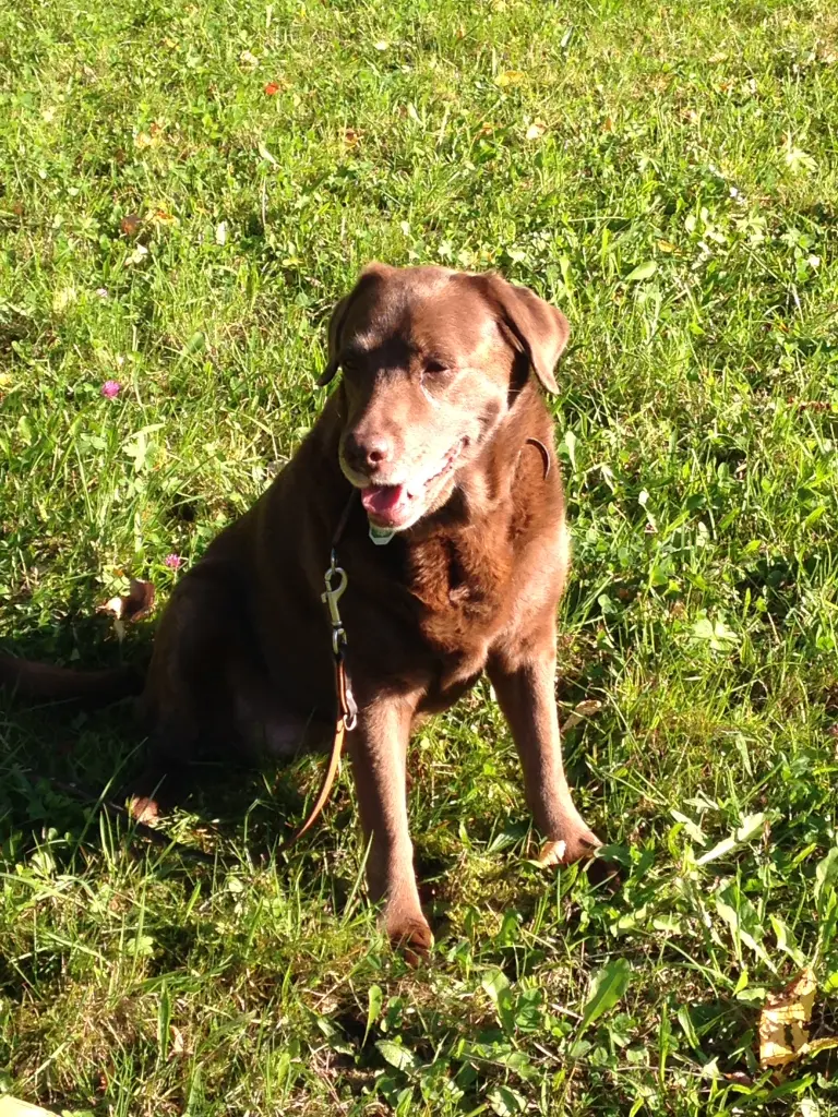 Condolence image of Von Ursula mit Seelenhund Paulina