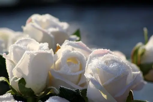 Condolence image of 1 Rose für Ihren lieben Zeus