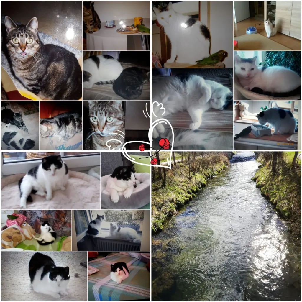 Andachtsbild von Eike und Edeltraud mit Mulle, Miezi und Jonny tief im Herzen