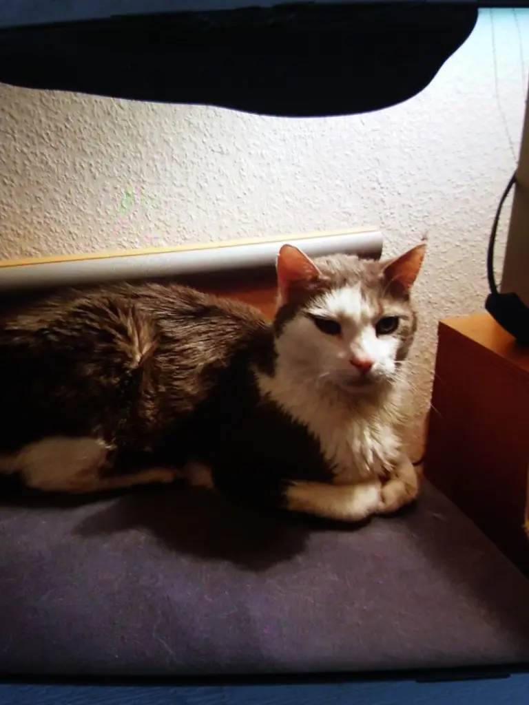 Andachtsbild von Michael Bitsch