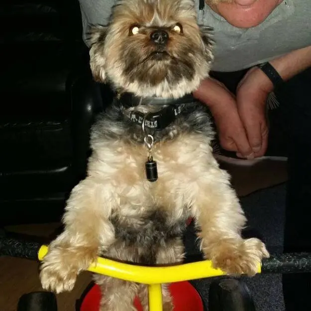 Image from Gismo
