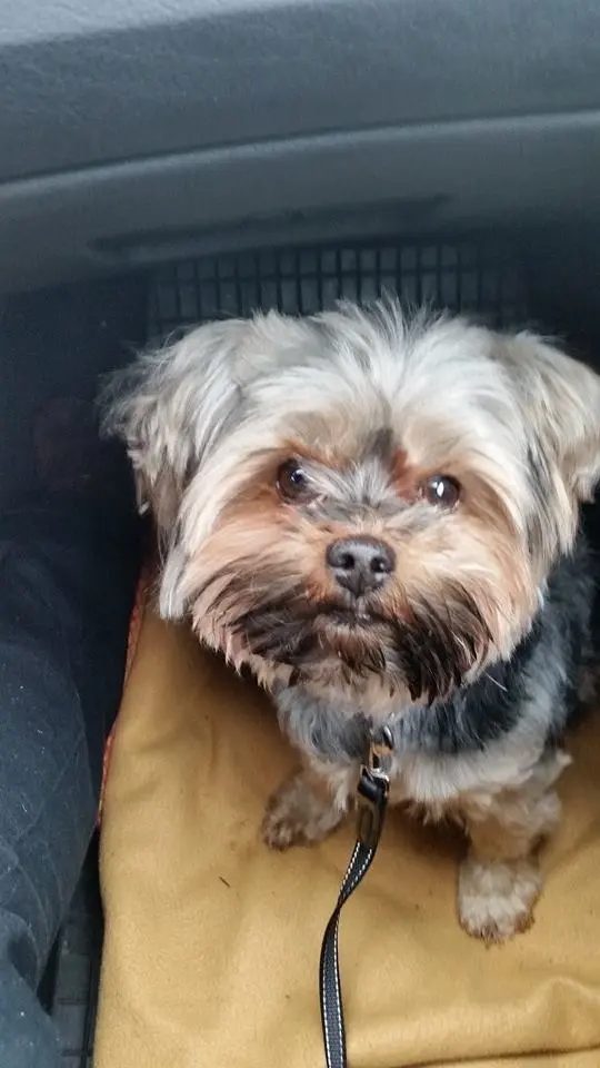 Image from Gismo