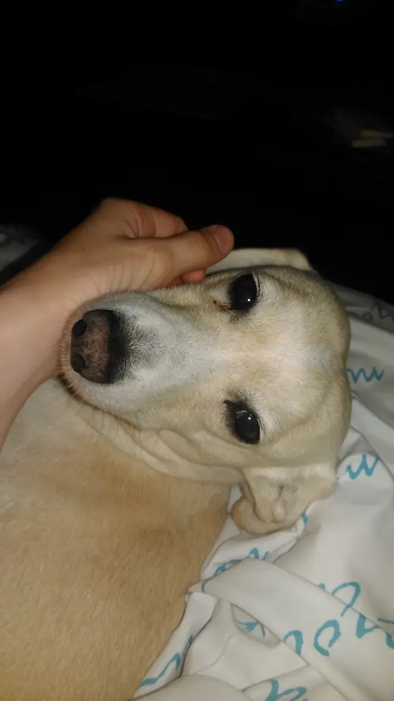 Andachtsbild von für Lady von Martina und Linus im Herzen + Familie