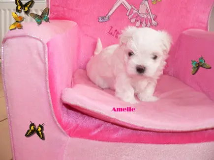 Image from Amelie