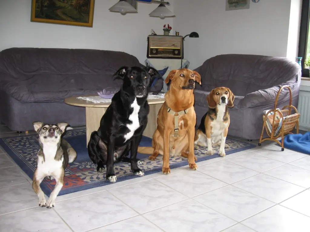 Image from Elvis