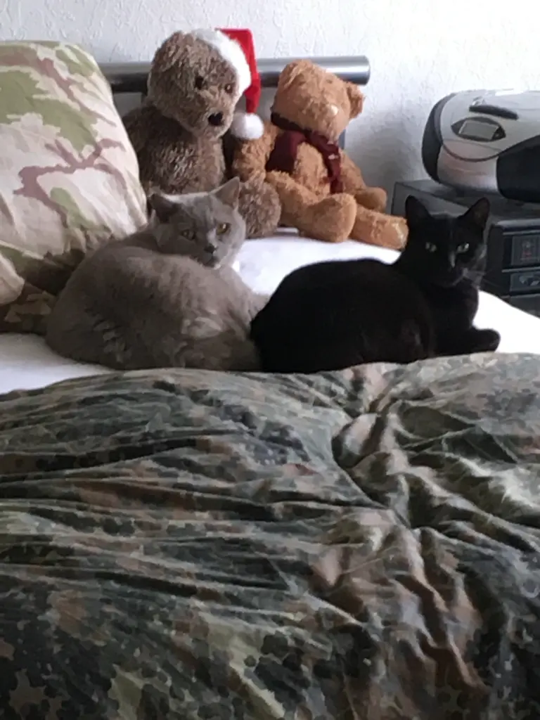 Image from Brutus