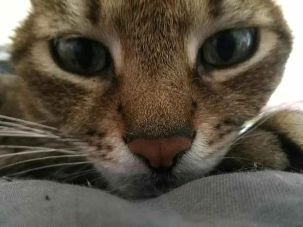 Image from Momo