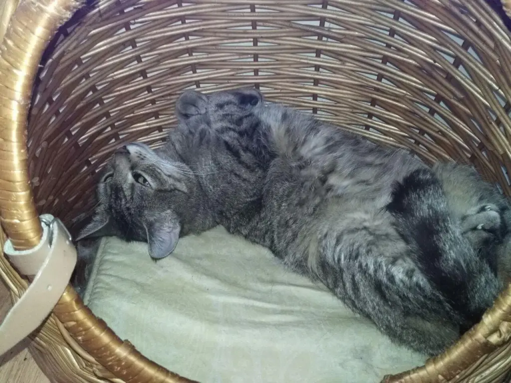Image from Momo