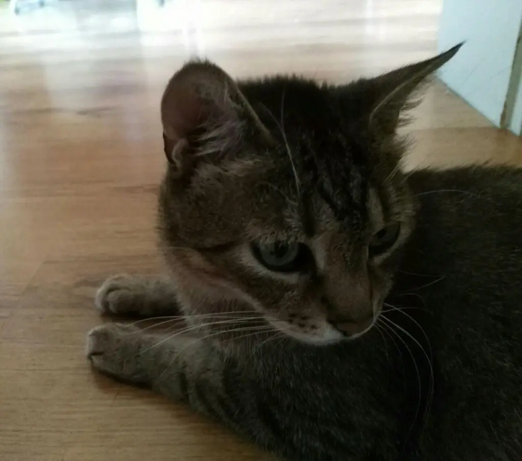 Image from Momo