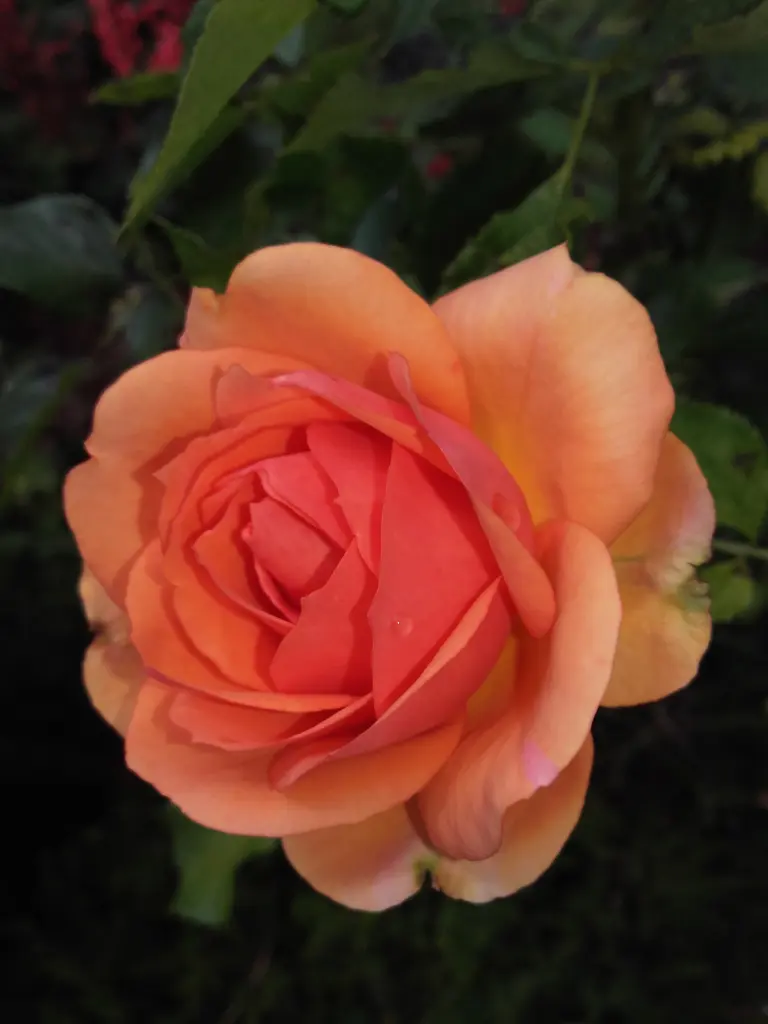 Condolence image of Helga