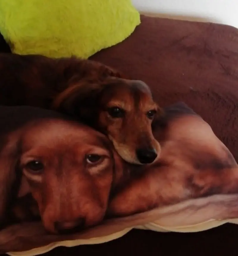 Condolence image of Iris und Arno mit Louis im ❤und Candy an meiner Seite