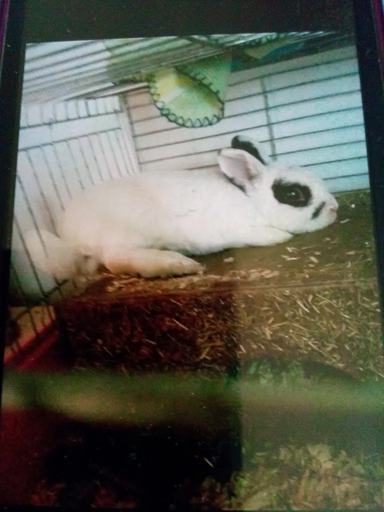 Image from Daisy