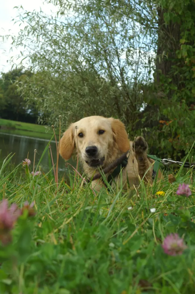 Image from Balou