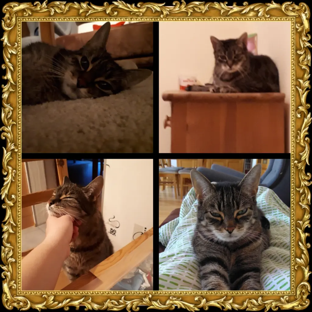 Image from Tigger