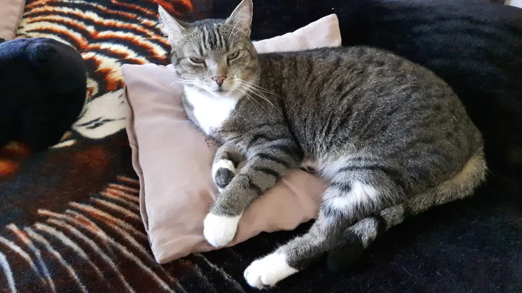 Image from Garfield