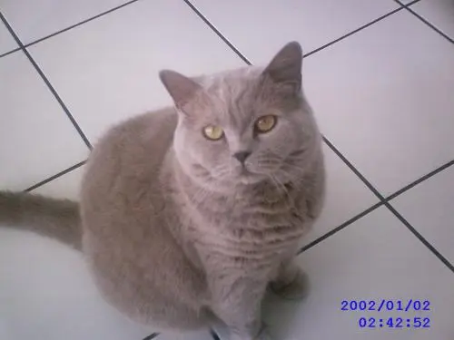 Image from Cappuccino von Gismo Castle