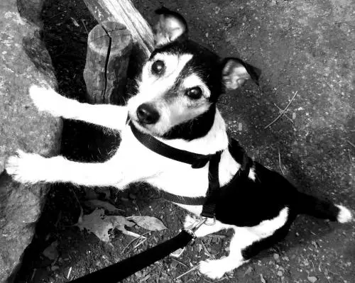 Image from Rusty