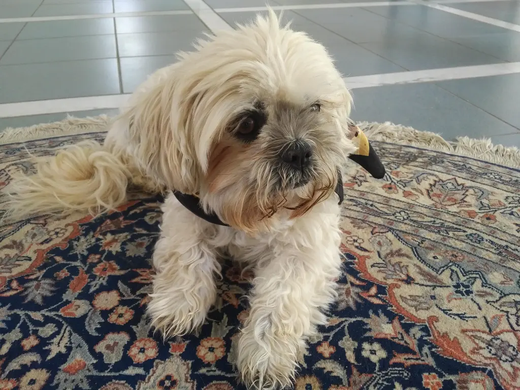 Image from Wutschi