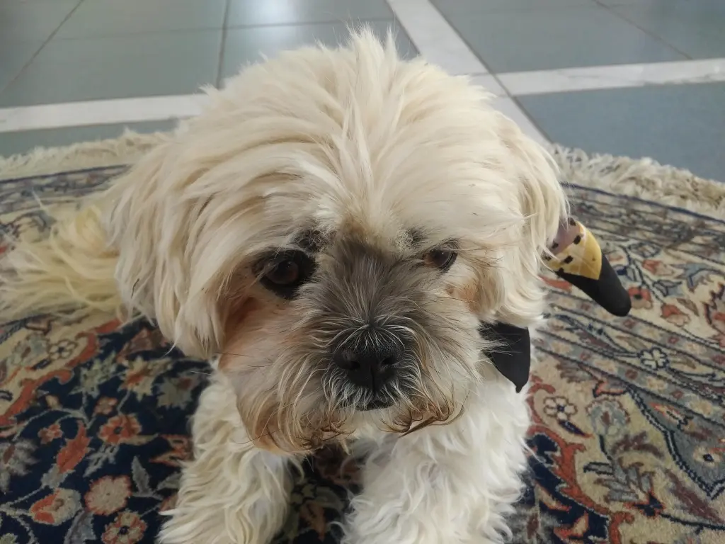 Image from Wutschi