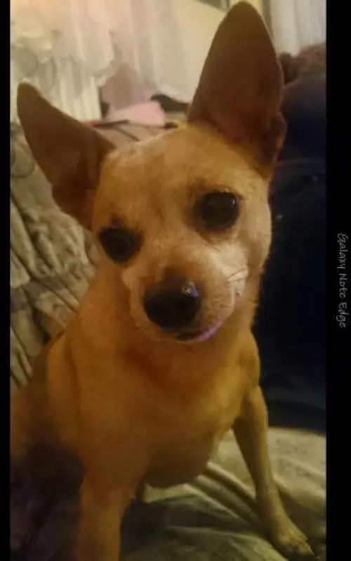 Image from Coockie