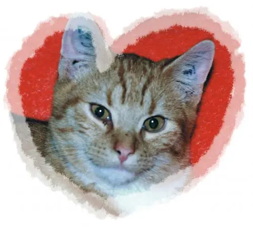 Image from Oskar