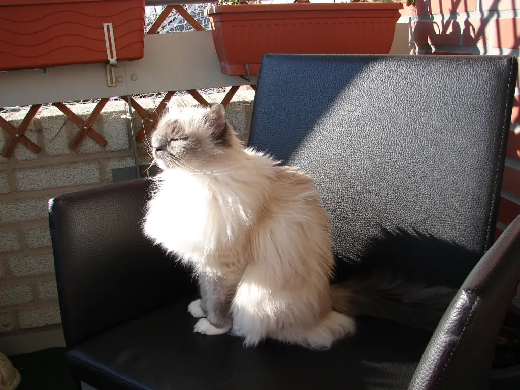 Image from Daisy
