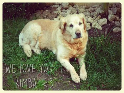 Image from Kimba