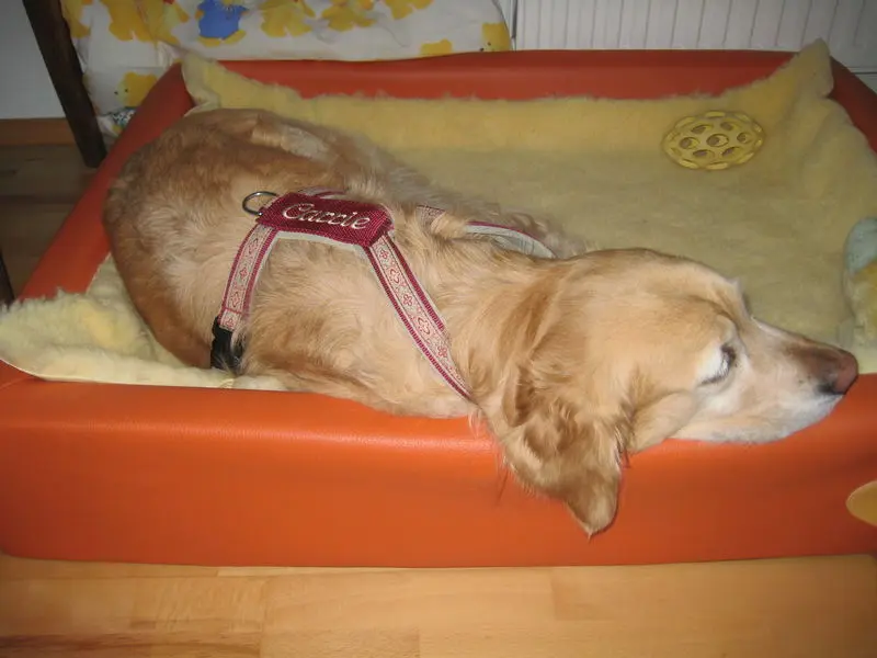 Image from Carrie