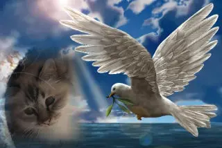 Andachtsbild von Uschi mit Seelenfreunden Shiva, Jojo und Merlin