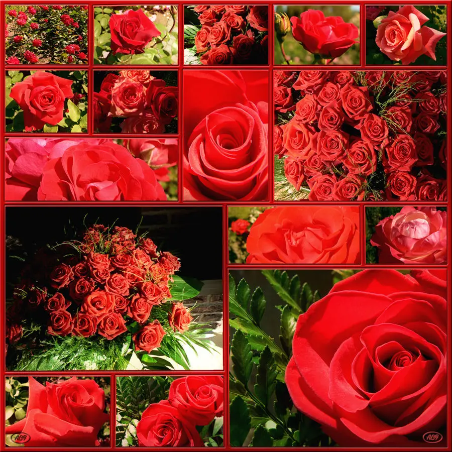 Andachtsbild von Auch für dich ganz viele Rosen liebe Senna❤