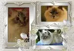 Andachtsbild von Uschi mit Seelenfreunden Shiva, Jojo und Merlin