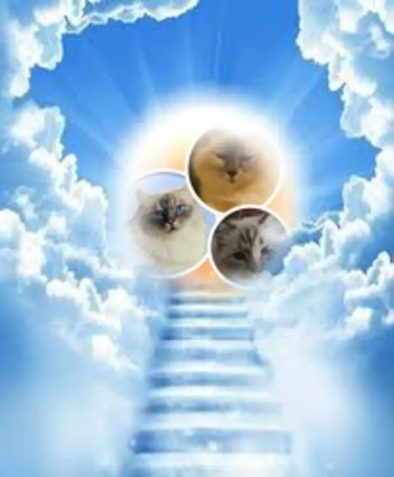 Andachtsbild von Uschi mit Seelenfreunden Shiva, Jojo und Merlin
