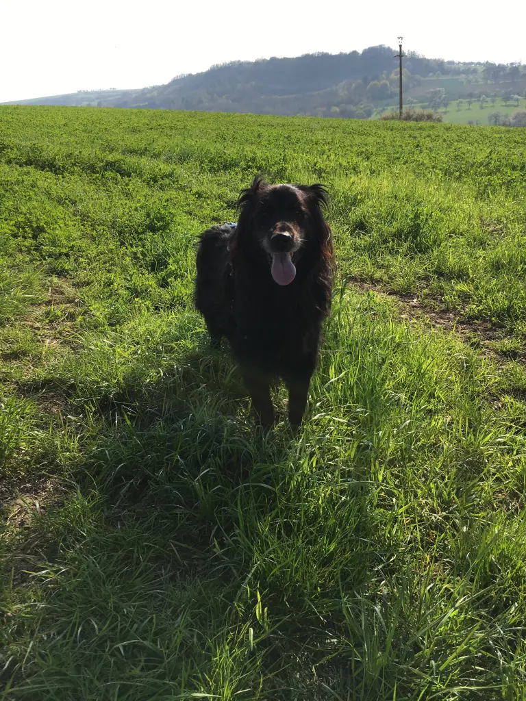 Andachtsbild von Anika