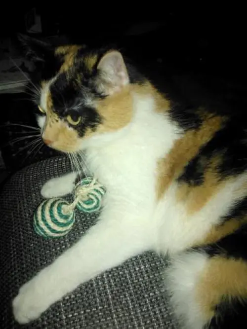 Image from Trixi