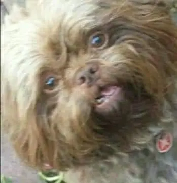 Image from Cookie