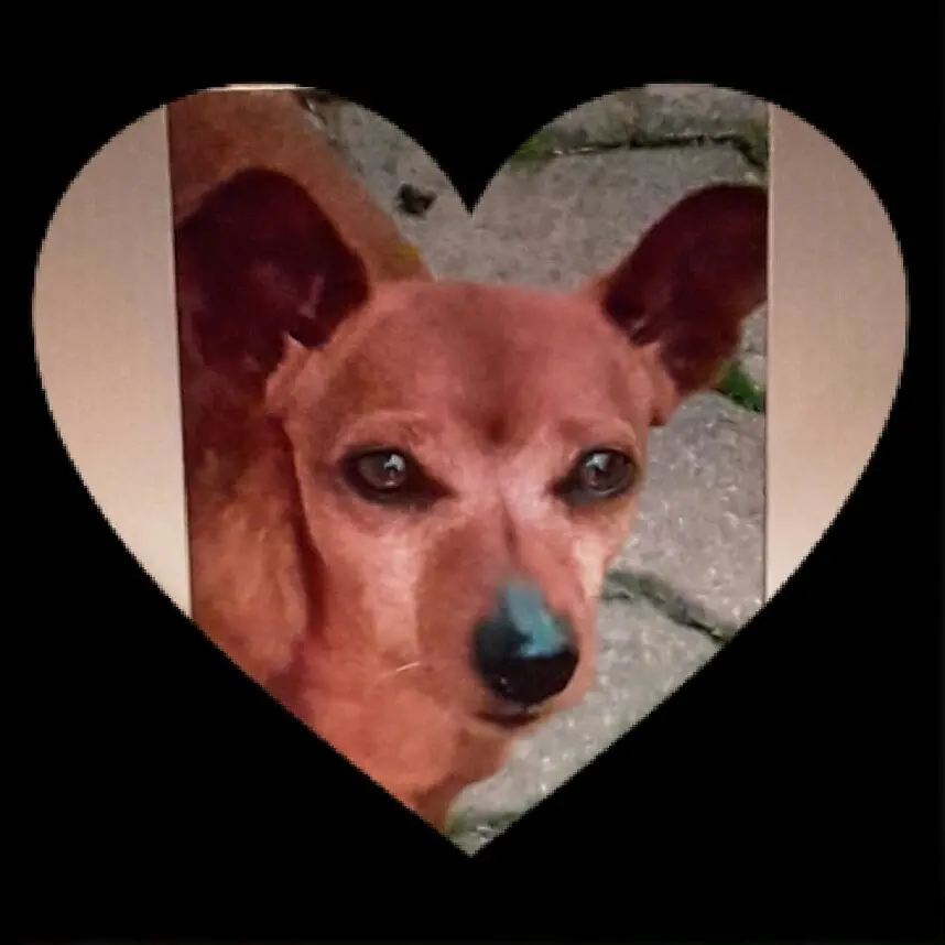 Condolence image of Jutta mit Purzel tief im Herzen
