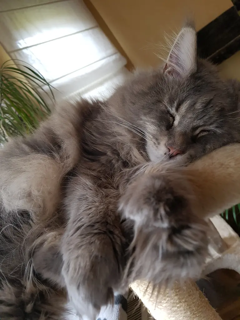 Condolence image of Brigitta mit Sam † 13.6.19