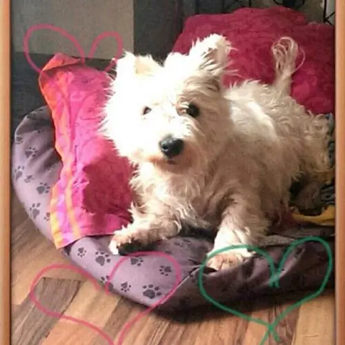 Image from Flocki