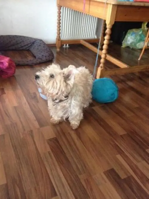 Image from Flocki