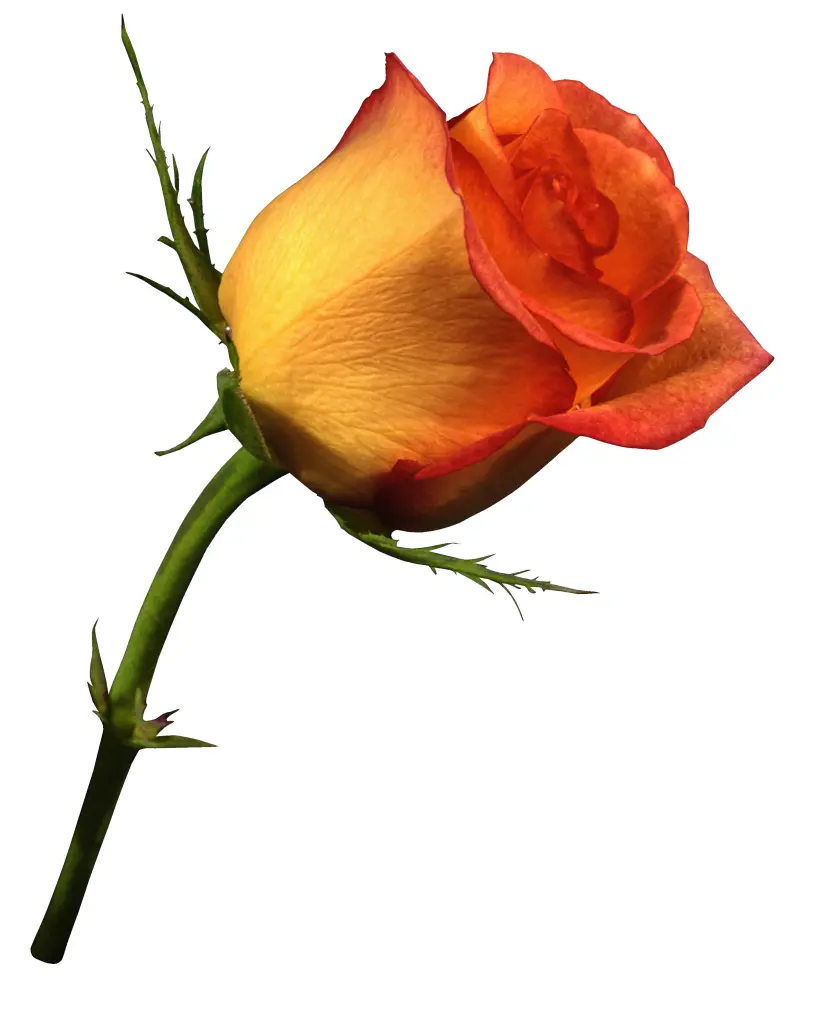 Andachtsbild von Unbekannt