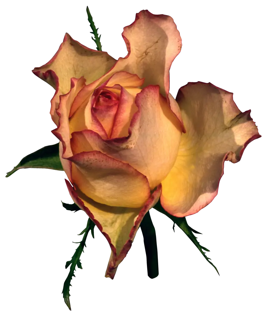 Andachtsbild von Unbekannt