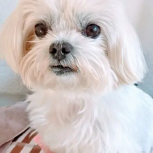 Andachtsbild von Unbekannt