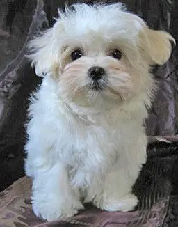 Bild von Quenia Rufname Fabienne