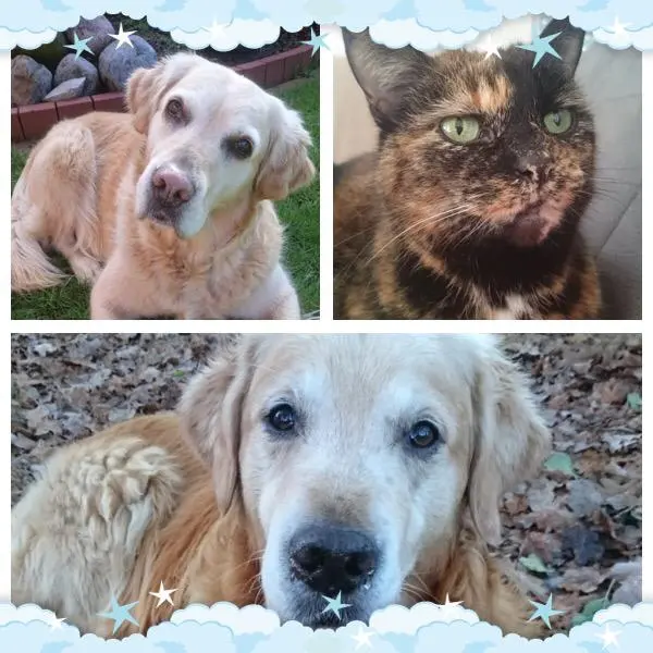 Andachtsbild von Cerstin mit Seelenfreund Ninjo im Herzen 