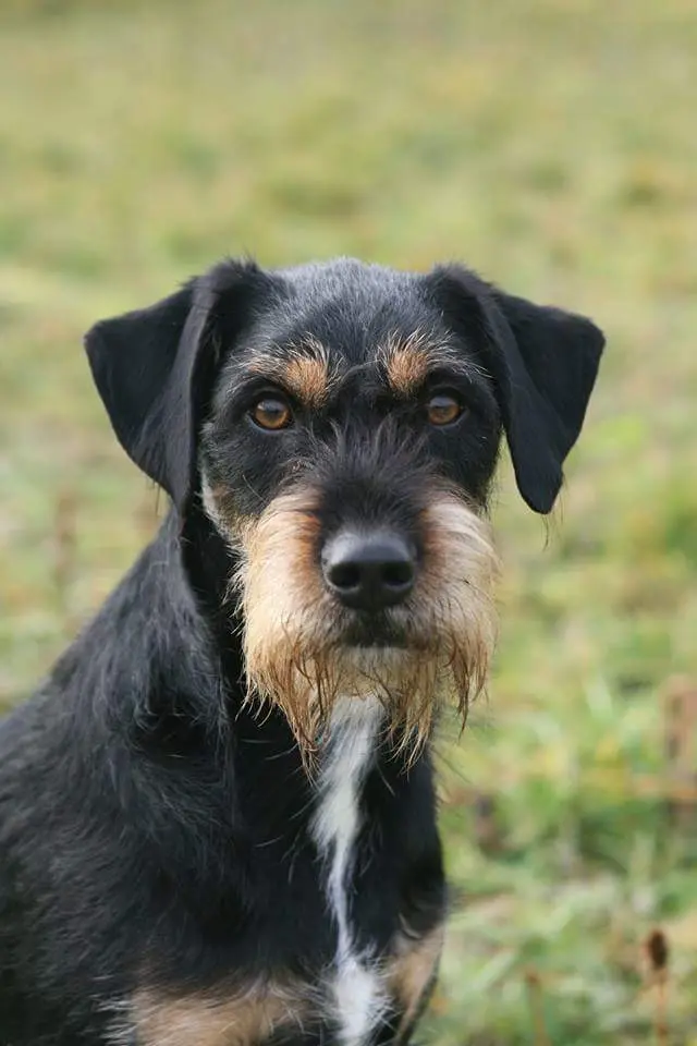 Condolence image of Marga mit Rambo im Herzen