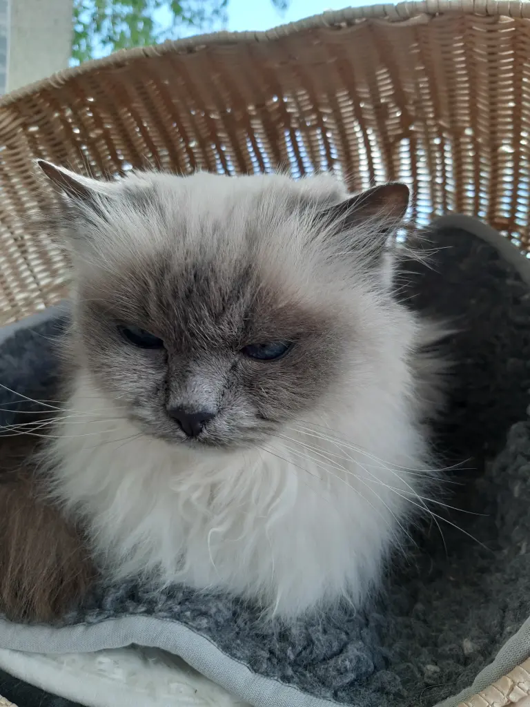Condolence image of Ilka