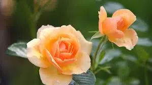Condolence image of Brigitta