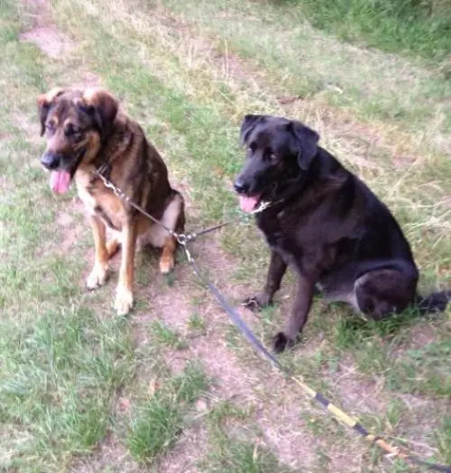 Image from Choco & Lucky