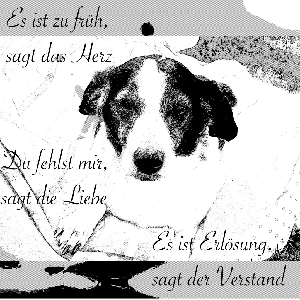 Image from Angie