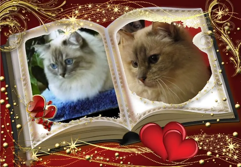 Andachtsbild von Uschi mit Seelenkatzen Jojo und Merlin